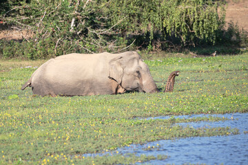 A wild asian elephant bathes and scrummages for food in a reservoir.