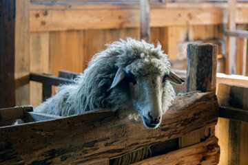 Beautiful sheep with white wool is standing by the feeding trough in the sheepfold