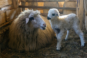 Sheep and cute lamb smiling while eating organic food at the farm