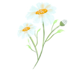 Watercolor daisy flower transparent background, watercolor flower, watercolor floral for wedding card