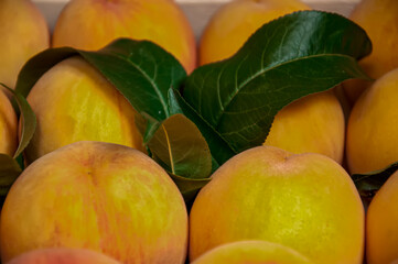 Peaches at the Market