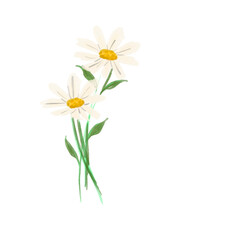 Watercolor daisy flower transparent background, watercolor flower, watercolor floral for wedding card