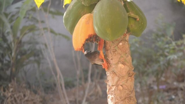 Garden bubul bird hovering to eat ripe papayas on a papaya tree