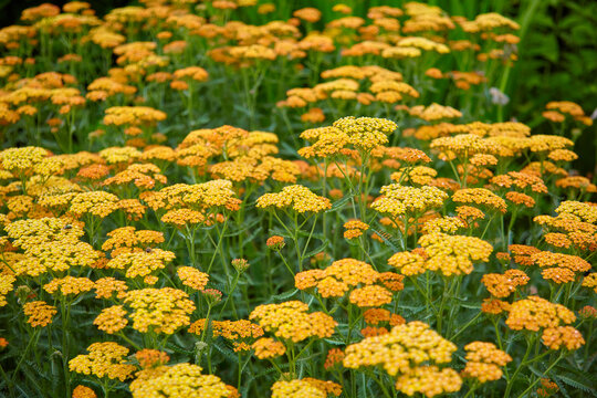 Beautiful close-up of a golden sheaf, (Achillea filipendulina).