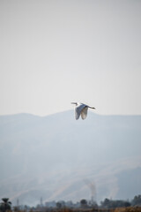 helicopter in flight