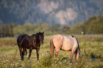 beauty of the horses in the green pastures while they eat from the grass in the stables