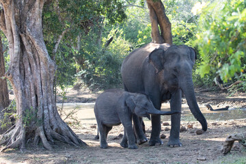 Naklejka premium A female elephant protects her calf in the jungle.