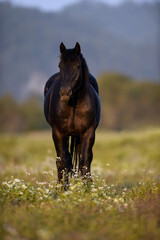 horse in the beautiful green pastures in the stables