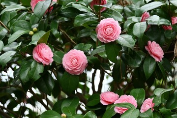 Camellia japonica pink flowers. Theaceae evergreen tree. Blooms from February to April.