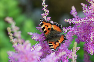 Butterfly urticaria on pink astilba in the garden