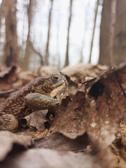 frog in the forest