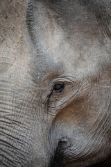 Obraz premium Close-up portrait of a female elephant in the wild.