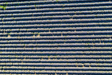 Aerial view from a drone of a carpet of lavender rows.