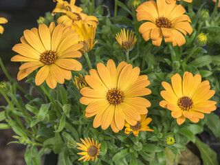 marigold flowers on potted plant indoors calendula officinalis