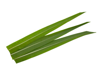 Sugar cane leaves on white background.