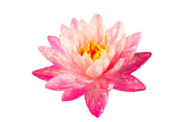 Beautiful pink water lily. Lotus flower on white background.