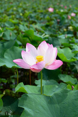 Fototapeta premium Beautiful blooming pink lotus flower with green leaves