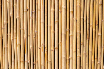 Yellow bamboo texture. Dried bamboo wall or fence background