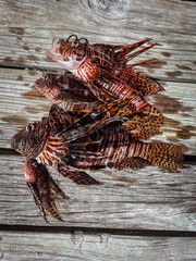 Trio of invasive lionfish (Pterois volitans) speared on the dock in the Carribbean, Roatan, Bay Islands, Honduras