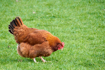 Free range chicken on a farm, freely grazing on a green grass