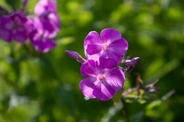 Pink phlox on a background of green foliage