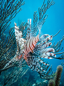 Invasive red lionfish (Pterois volitans) in the Exuma Cays, Bahamas, Atlantic Ocean