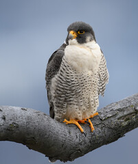 Peregrine Falcon in New Jersey 