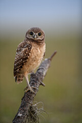 A burrowing owl in Florida 