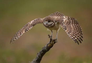 Zelfklevend Fotobehang A burrowing owl in Florida  © Harry Collins