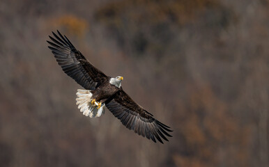 Obraz premium A bald eagle fishing 