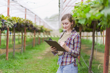 Professional female vineyard farmer inspecting a grapes on a vine tree close up.