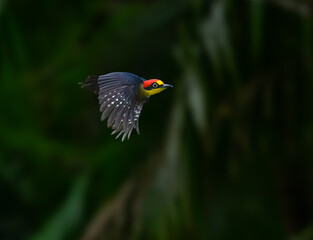 Yellow-fronted Woodpecker in flight against green background