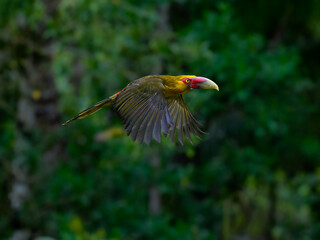 Saffron Toucanet in flight on green background