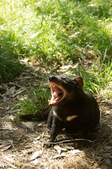 Tasmanian devil mouth open and showing his teeth