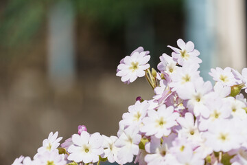白い芝桜のクローズアップ写真