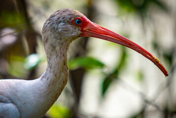 White Ibis close up