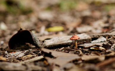 fungus in the middle of tree leaves
