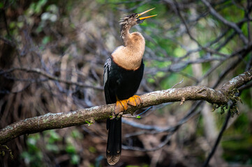 Anhinga frontal
