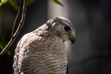Red Shoulders Hawk close up