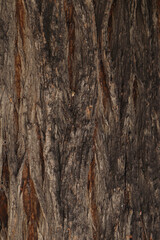 Close Up Picture of an Old Tree Trunk