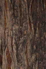 Obraz premium Close Up Picture of an Old Tree Trunk