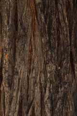 Close Up Picture of an Old Tree Trunk