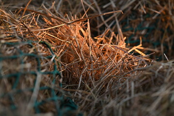 Hay in the evening sun partly covered by a green net