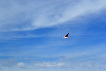 lonely flamingo