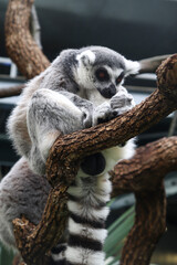 A Lemur, Native Animal of Madagascar, Sitting on the Branch of a Tree