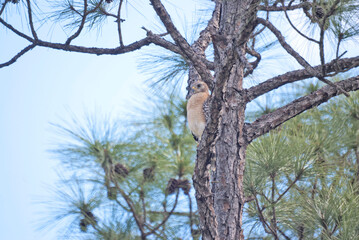 Red-Shouldered Hawk Resting in a Tree