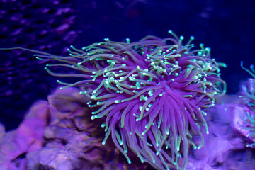 Torch Ultra Dragon Soul ((Euphyllia glabrescens) - Nano reef © kyllian
