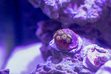 Rasta Zoanthids - Nano reef

One of our best zoanthids, the Rastas are very bright and incredibly beautiful. With their red/yellow/green color combination, these are definitely show-quality coral - obrazy, fototapety, plakaty