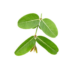 Obraz premium leaf of Carunda or Karonda isolated transparent png