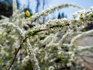 満開のユキヤナギ